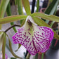 Maravilla orchid four pack mounted on coconut husk