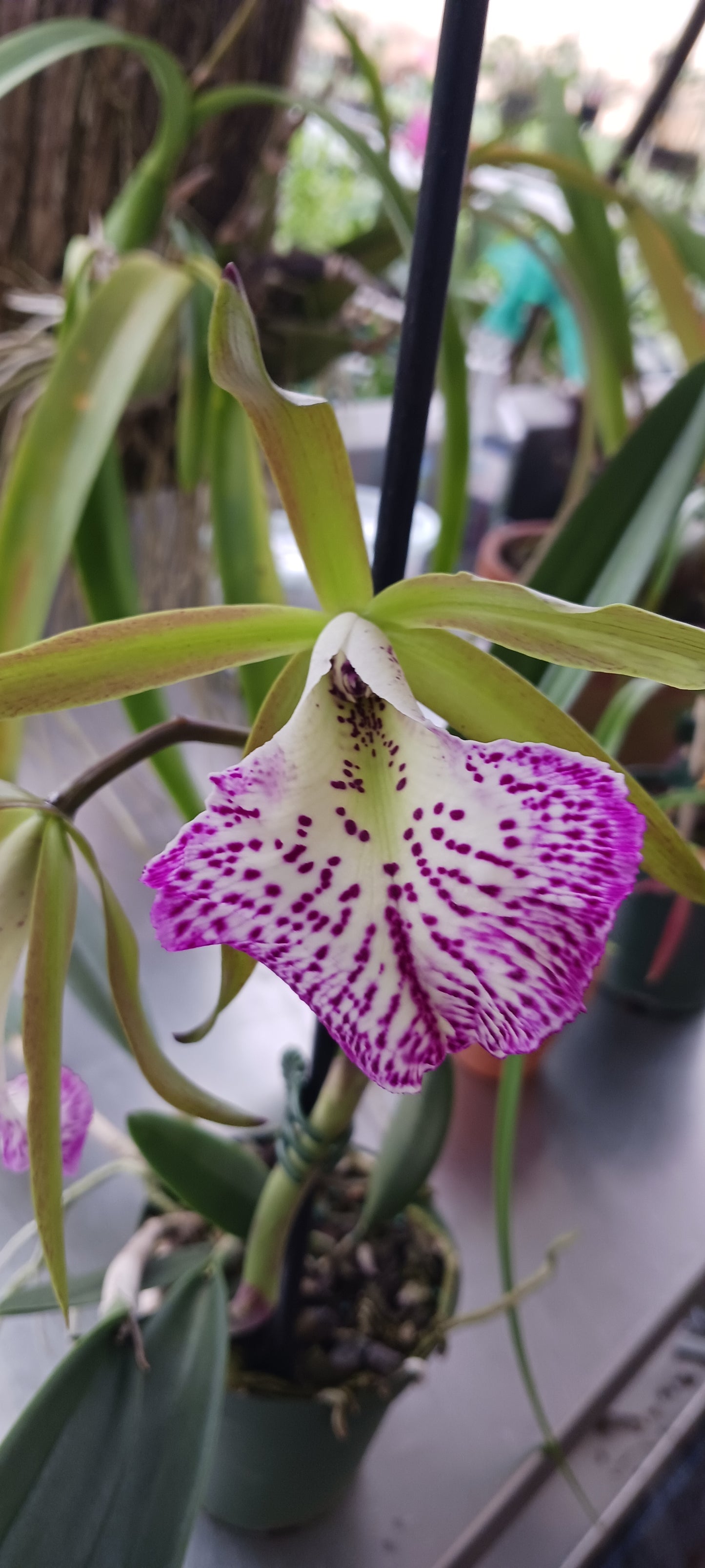 Maravilla orchid four pack mounted on coconut husk