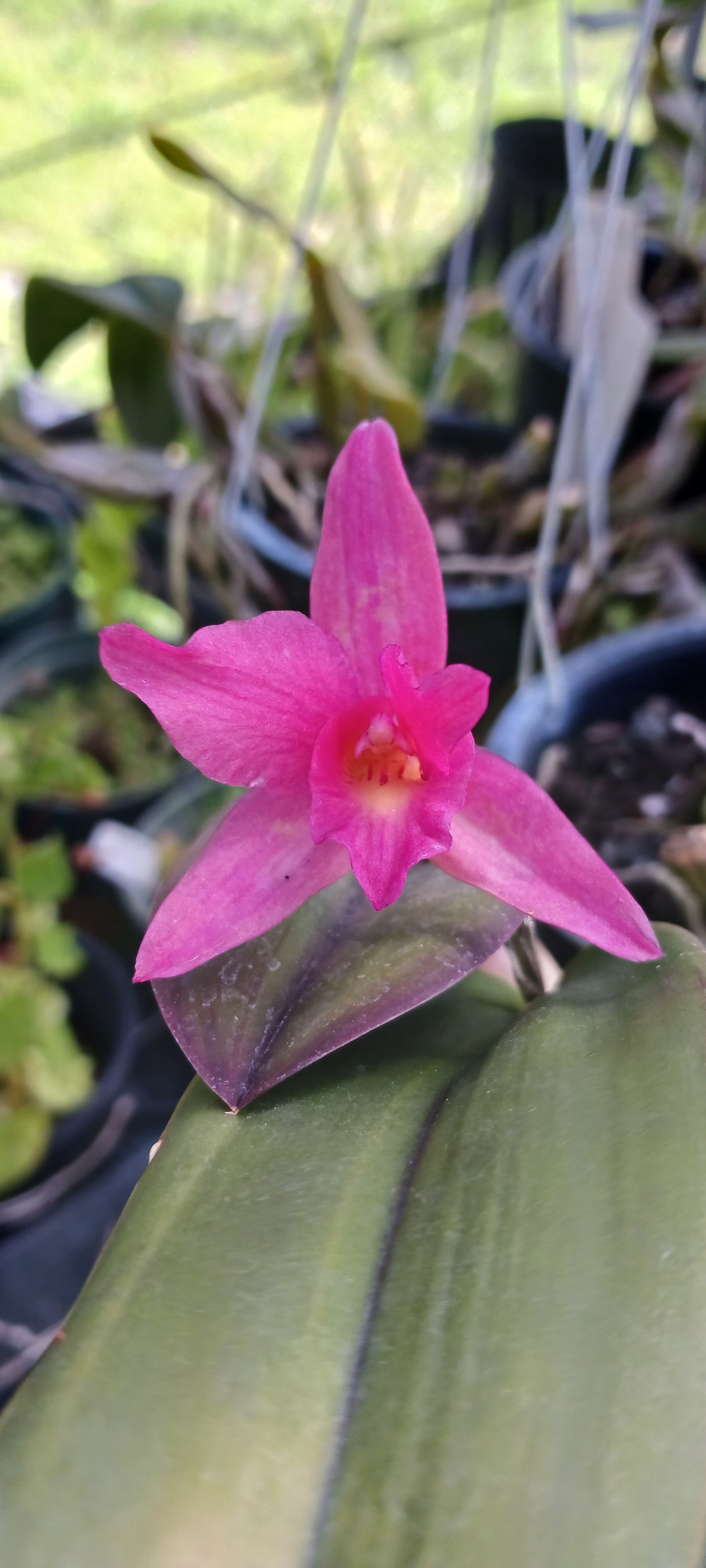 Orchid Cattleya Alliance Lost Tag Two bare root plants