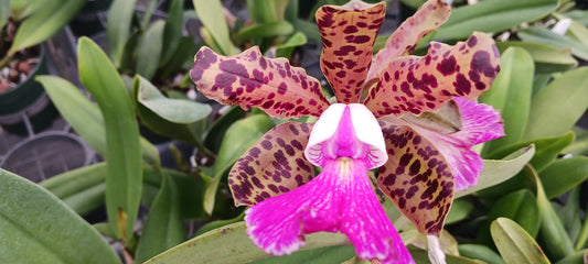 Orchid Cattleya Peckaviensis cross of aclandiae x schilleriana