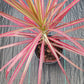 Dracaena Marginata Tricolor Dragon Tree Pink aka Colorama Tropical Plant