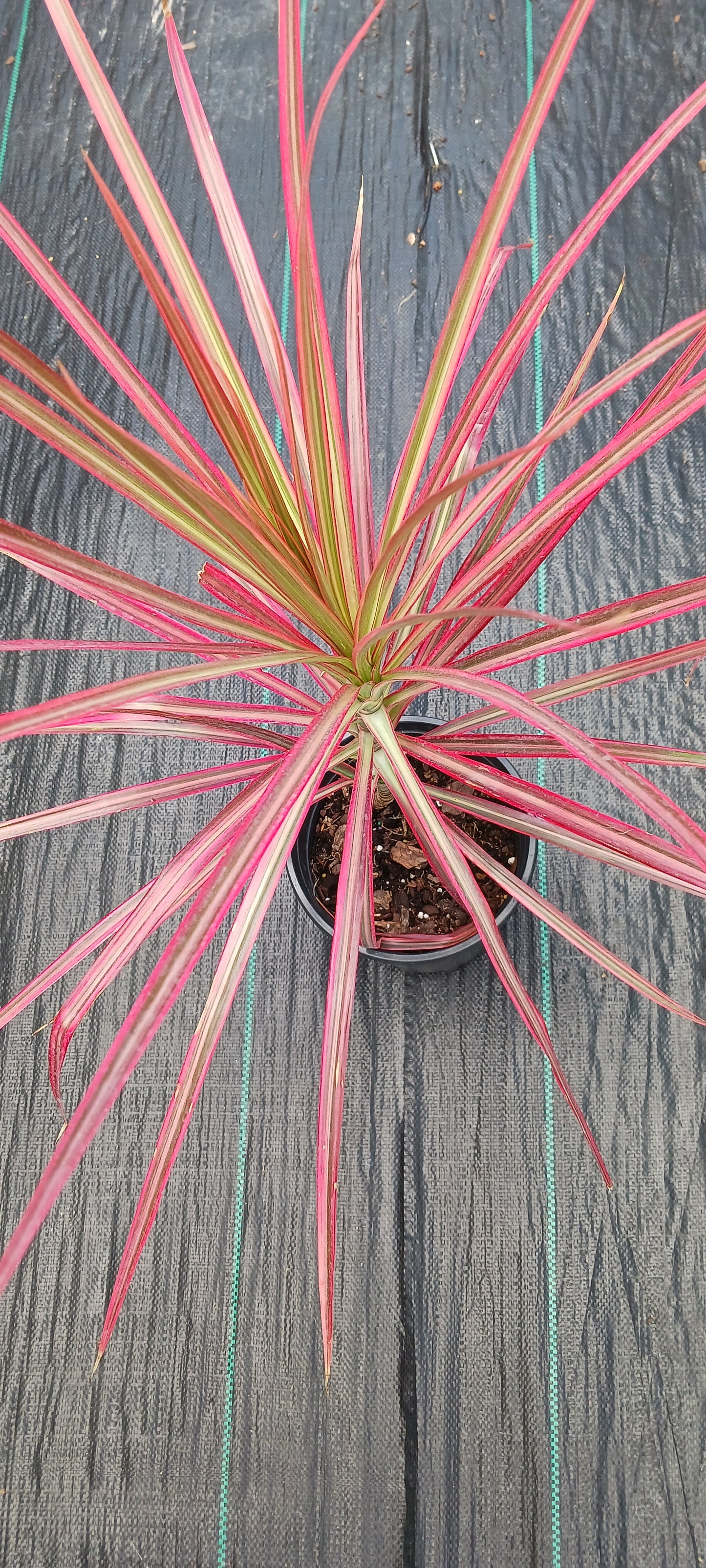 Dracaena Marginata Tricolor Dragon Tree Pink aka Colorama Tropical Plant