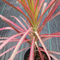 Dracaena Marginata Tricolor Dragon Tree Pink aka Colorama Tropical Plant