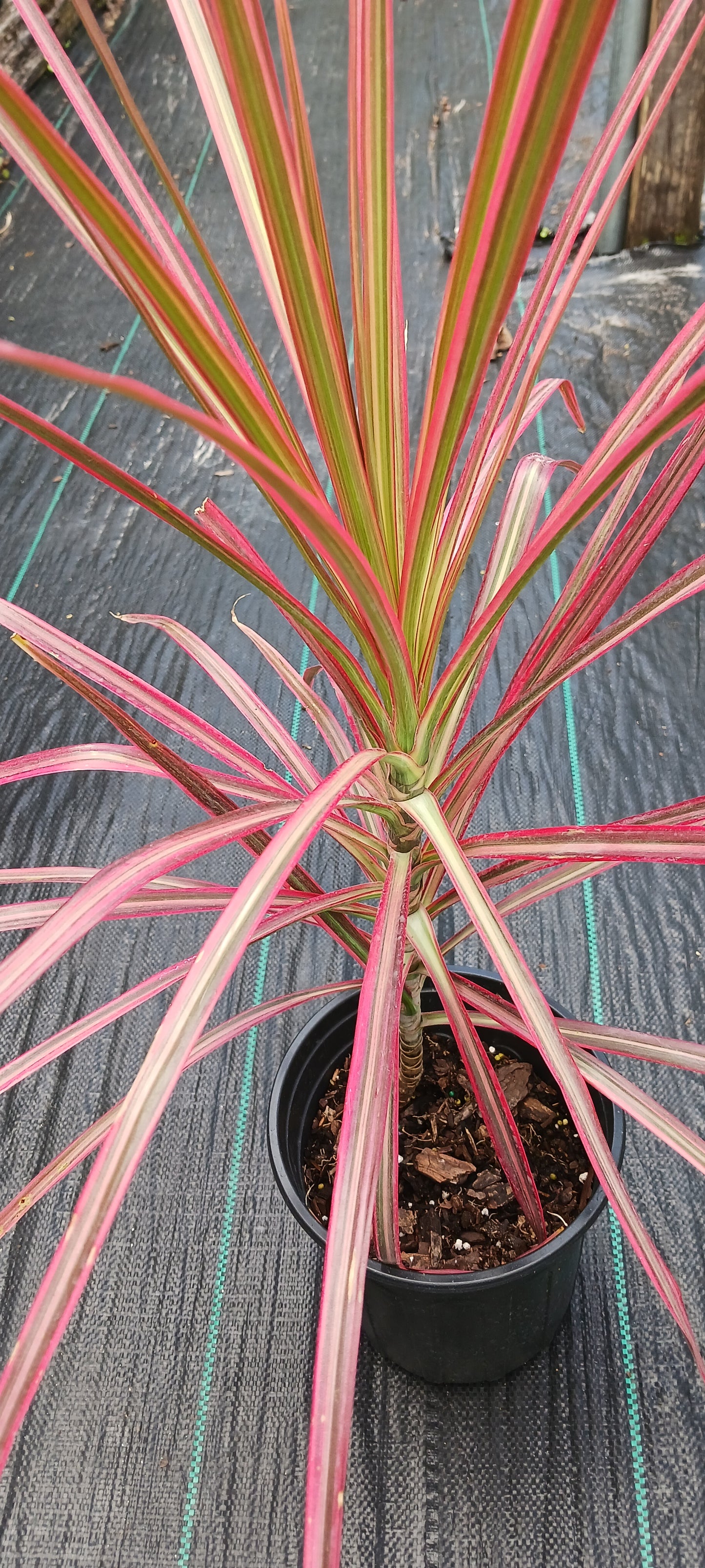 Dracaena Marginata Tricolor Dragon Tree Pink aka Colorama Tropical Plant