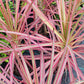 Dracaena Marginata Tricolor Dragon Tree Pink aka Colorama Tropical Plant