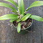 Orchid Cattleya Rcv Jimminey Cricket x C Landate 4 inch pots