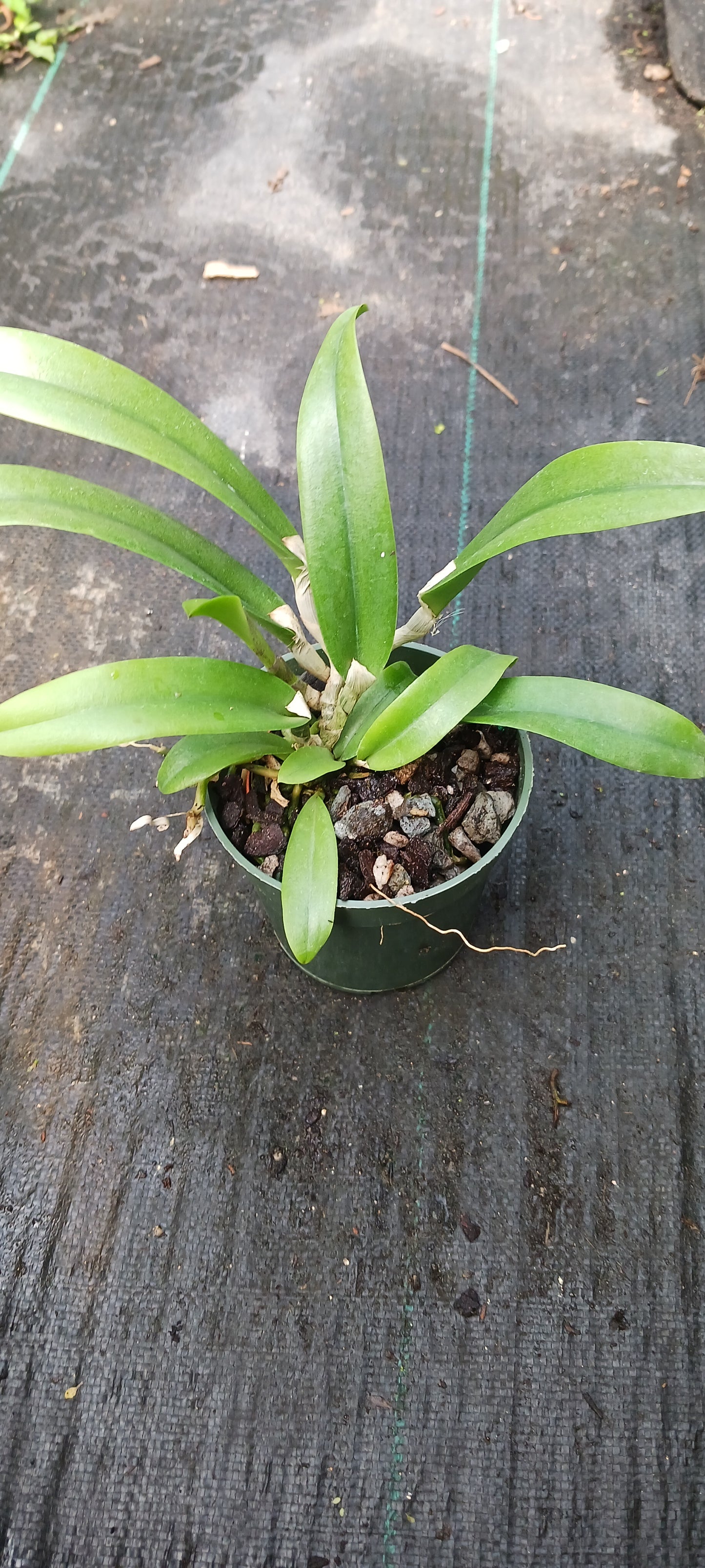 Orchid Cattleya Rcv Jimminey Cricket x C Landate 4 inch pots