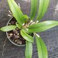 Orchid Cattleya Rcv Jimminey Cricket x C Landate 4 inch pots