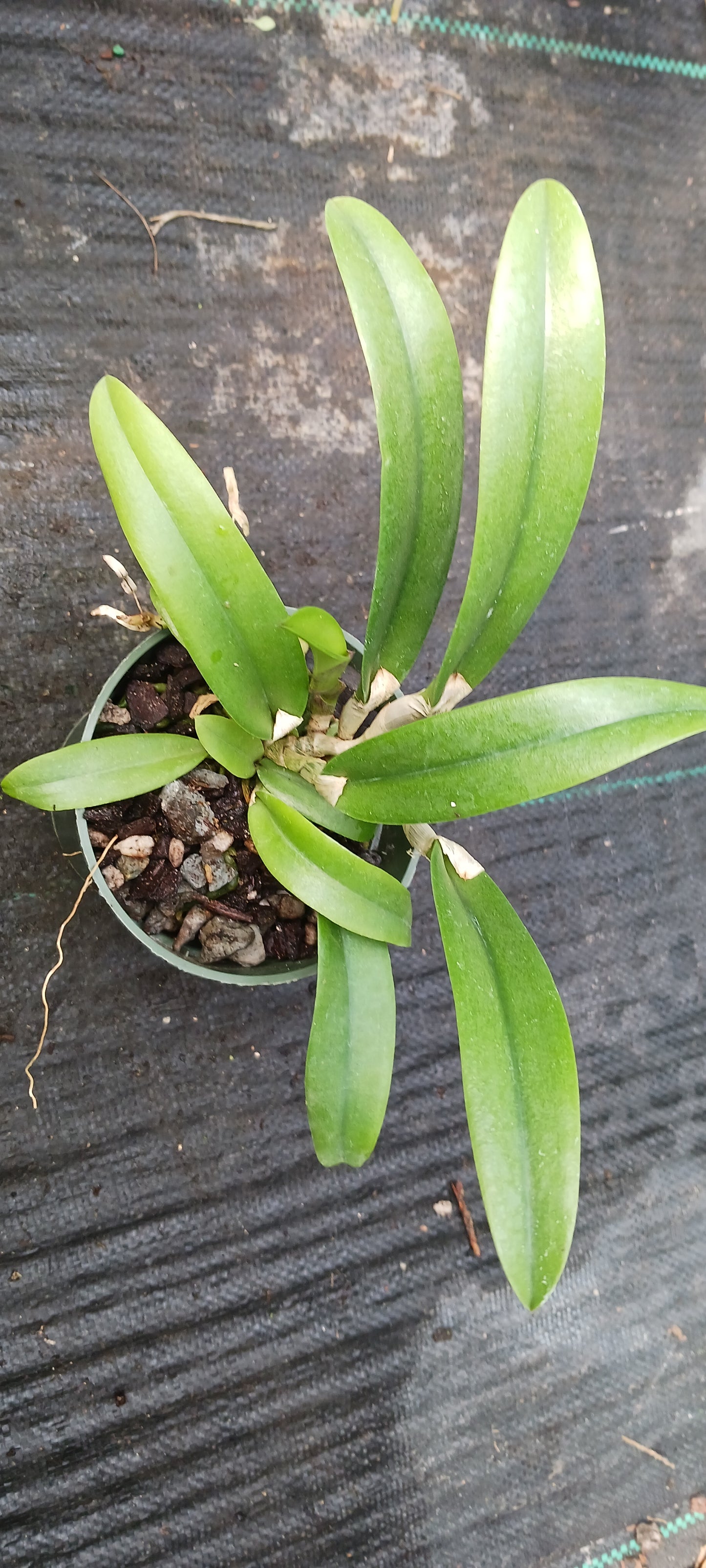 Orchid Cattleya Rcv Jimminey Cricket x C Landate 4 inch pots