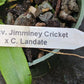 Orchid Cattleya Rcv Jimminey Cricket x C Landate 4 inch pots