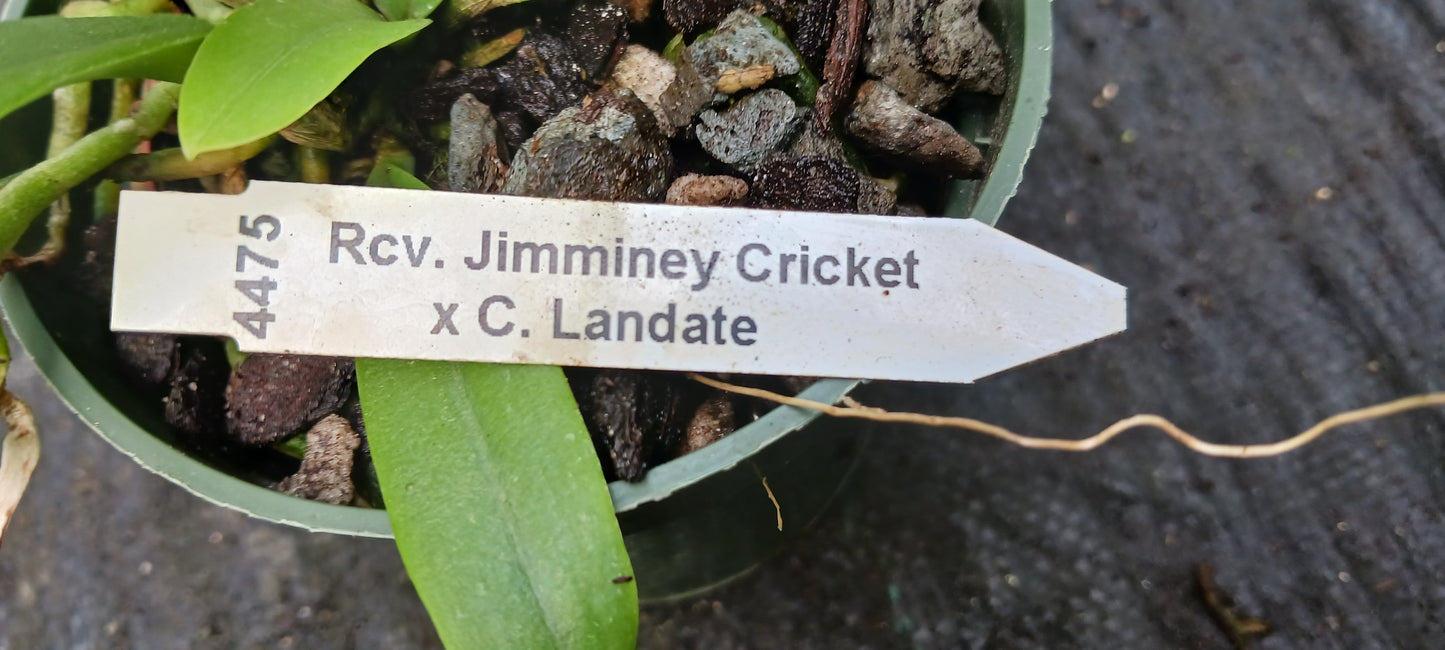 Orchid Cattleya Rcv Jimminey Cricket x C Landate 4 inch pots