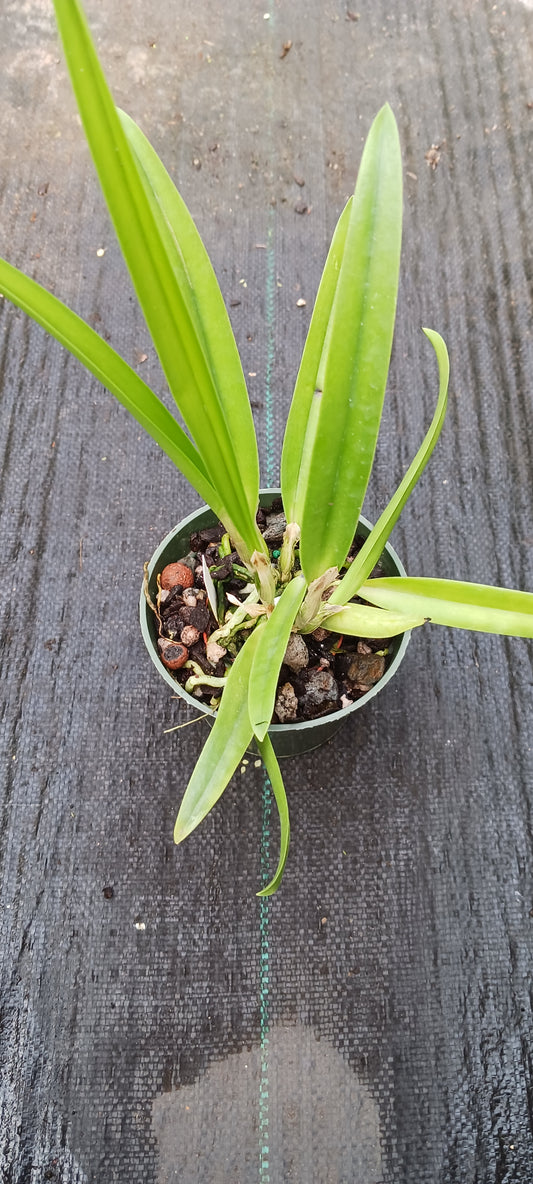 Orchid Cattleya Brassavola Laelia (C Mini Song x Bl Richard Mueller) x BC Little Mermaid