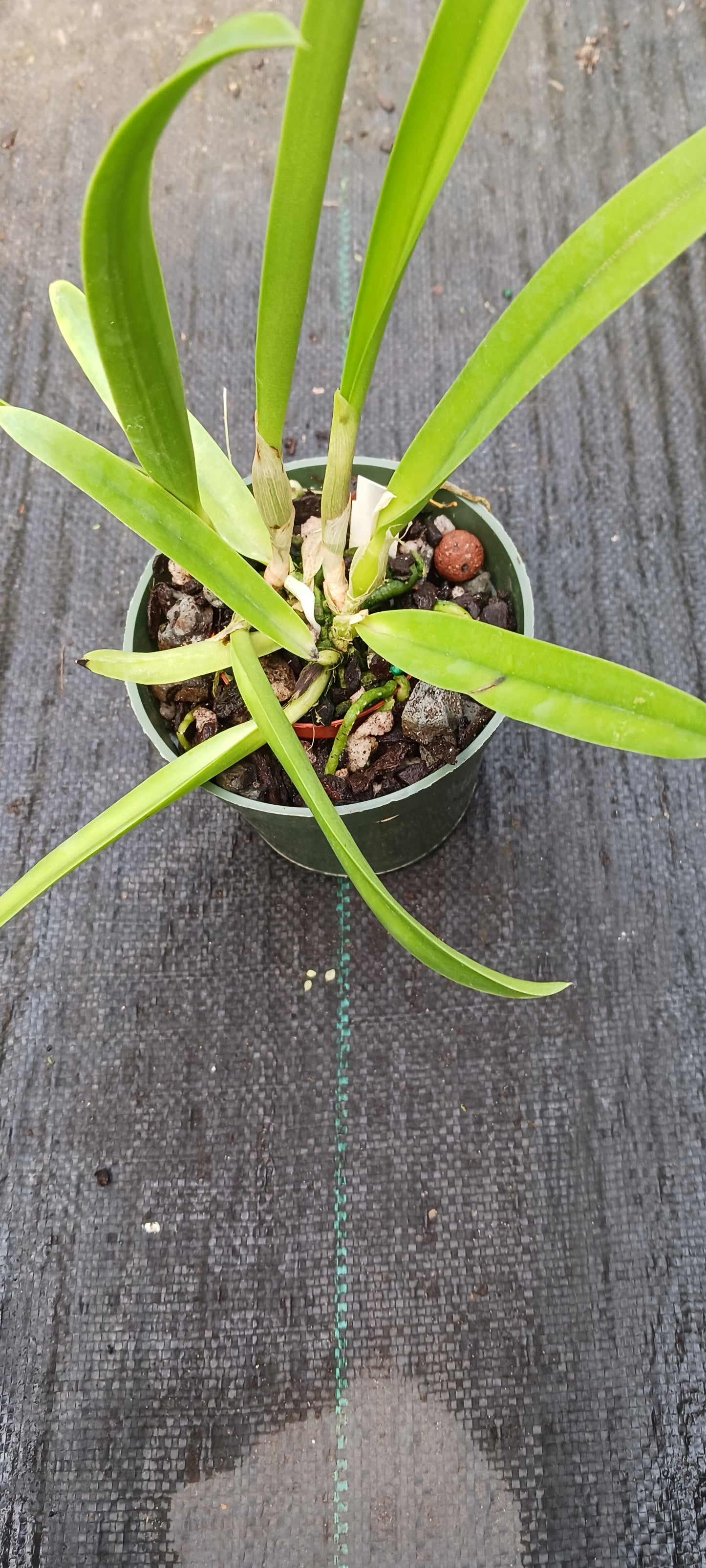 Orchid Cattleya Brassavola Laelia (C Mini Song x Bl Richard Mueller) x BC Little Mermaid