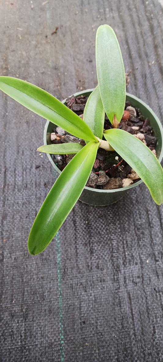 Orchid Cattleya Brazillian Angel x leopoldi aka tigrina