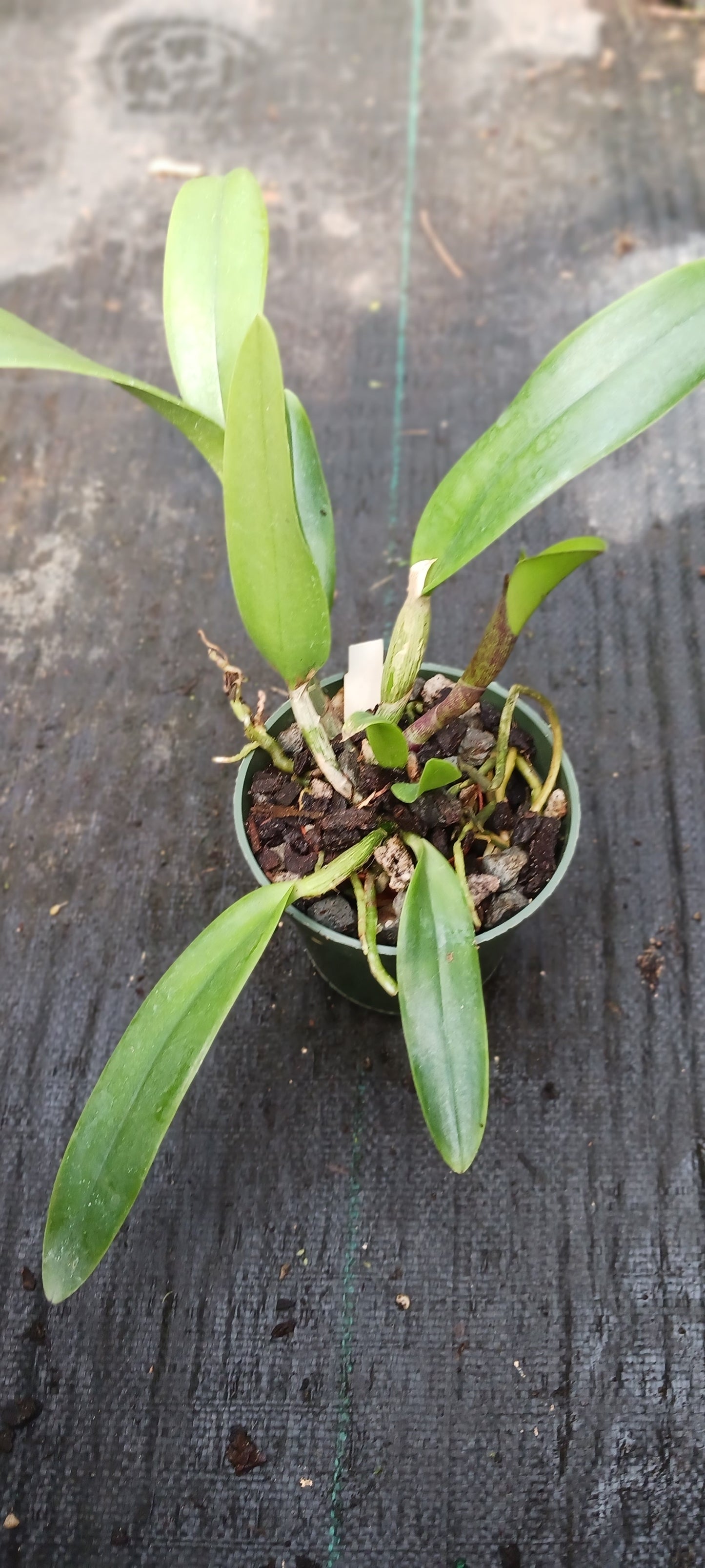 Orchid Cattleya Rth Cherry Suisse x C aclandiae x R digbyanna