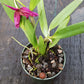 Orchid Cattleya Brassavola C. Orpeti x (C. Mini Song x Bl. Richard Mueller) in 4"pot