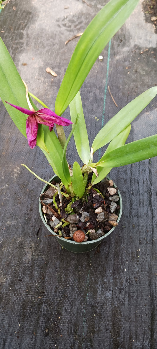 Orchid Cattleya Brassavola C. Orpeti x (C. Mini Song x Bl. Richard Mueller) in 4"pot