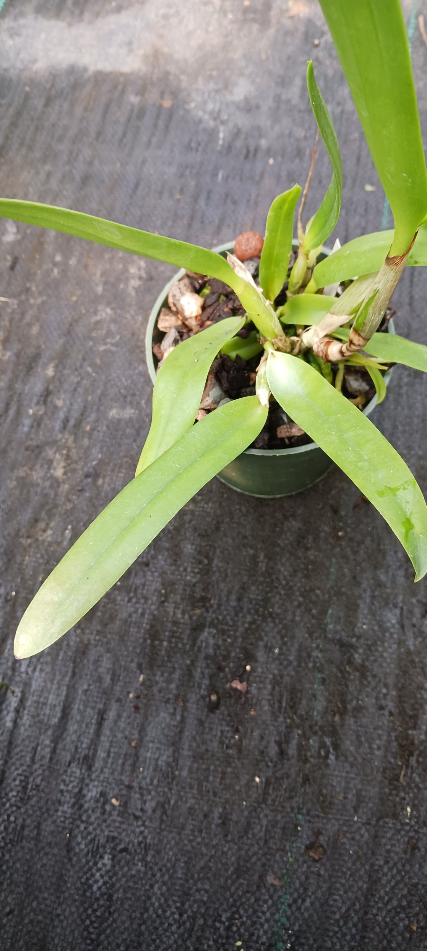 Orchid Cattleya Brassavola C. Orpeti x (C. Mini Song x Bl. Richard Mueller) in 2"pot