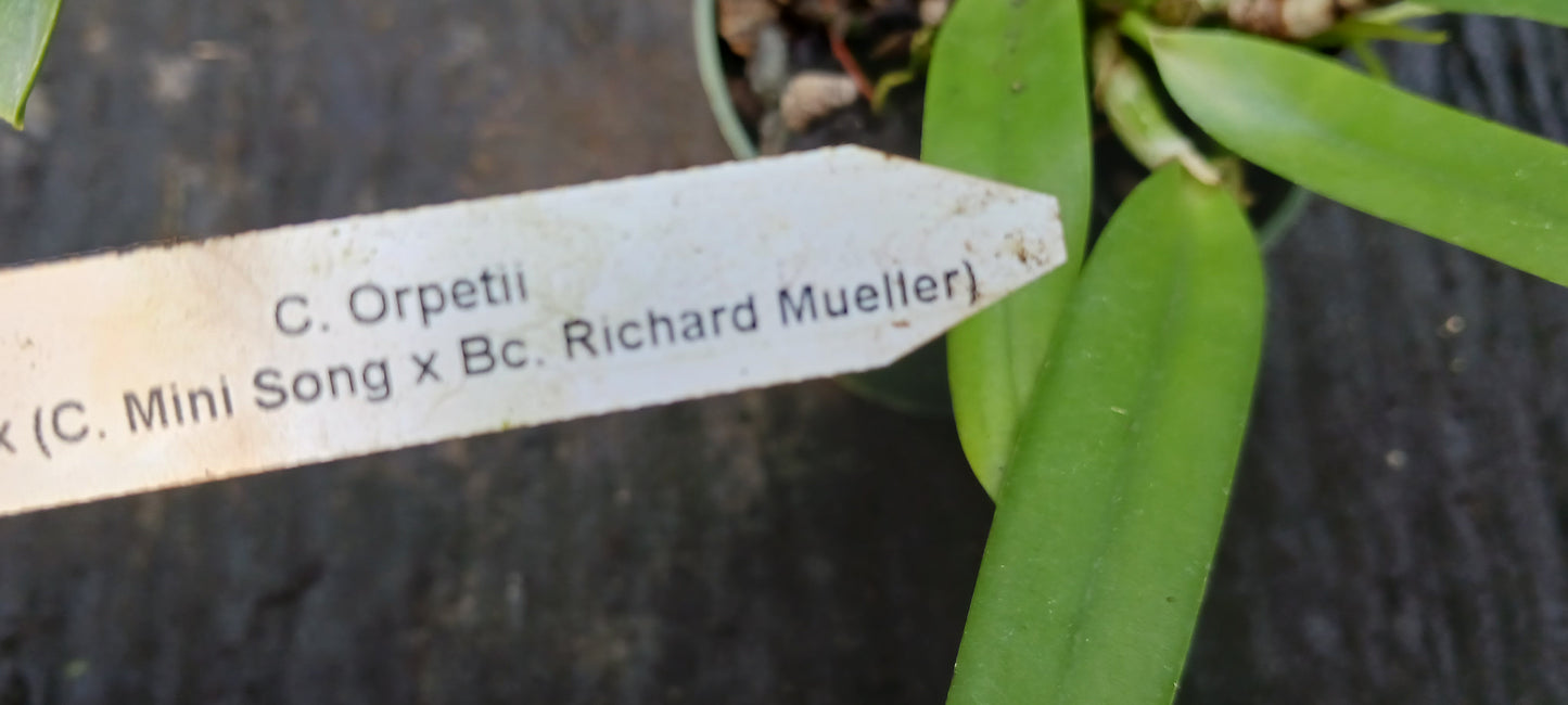 Orchid Cattleya Brassavola C. Orpeti x (C. Mini Song x Bl. Richard Mueller) in 4"pot