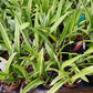 Orchid Cattleya Alliance choose any 3 mix or match.