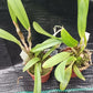 Orchid Cattleya Brassavola C. Orpeti x (C. Mini Song x Bl. Richard Mueller) in 2"pot