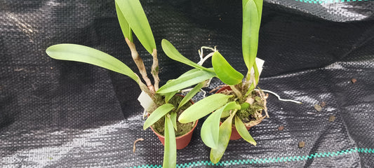 Orchid Cattleya Brassavola C. Orpeti x (C. Mini Song x Bl. Richard Mueller) in 2"pot