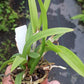 Orchid Cattleya Brassavola C marcaliana (B nodosa x nodosa Mimie Mouse) 2" pot