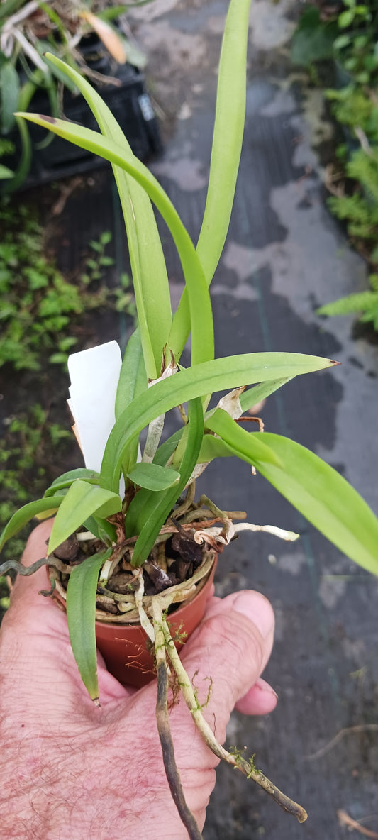 Orchid Cattleya Brassavola C marcaliana (B nodosa x nodosa Mimie Mouse) 2" pot