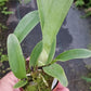 Orchid Cattleya Gur bowringiana in 2" pot