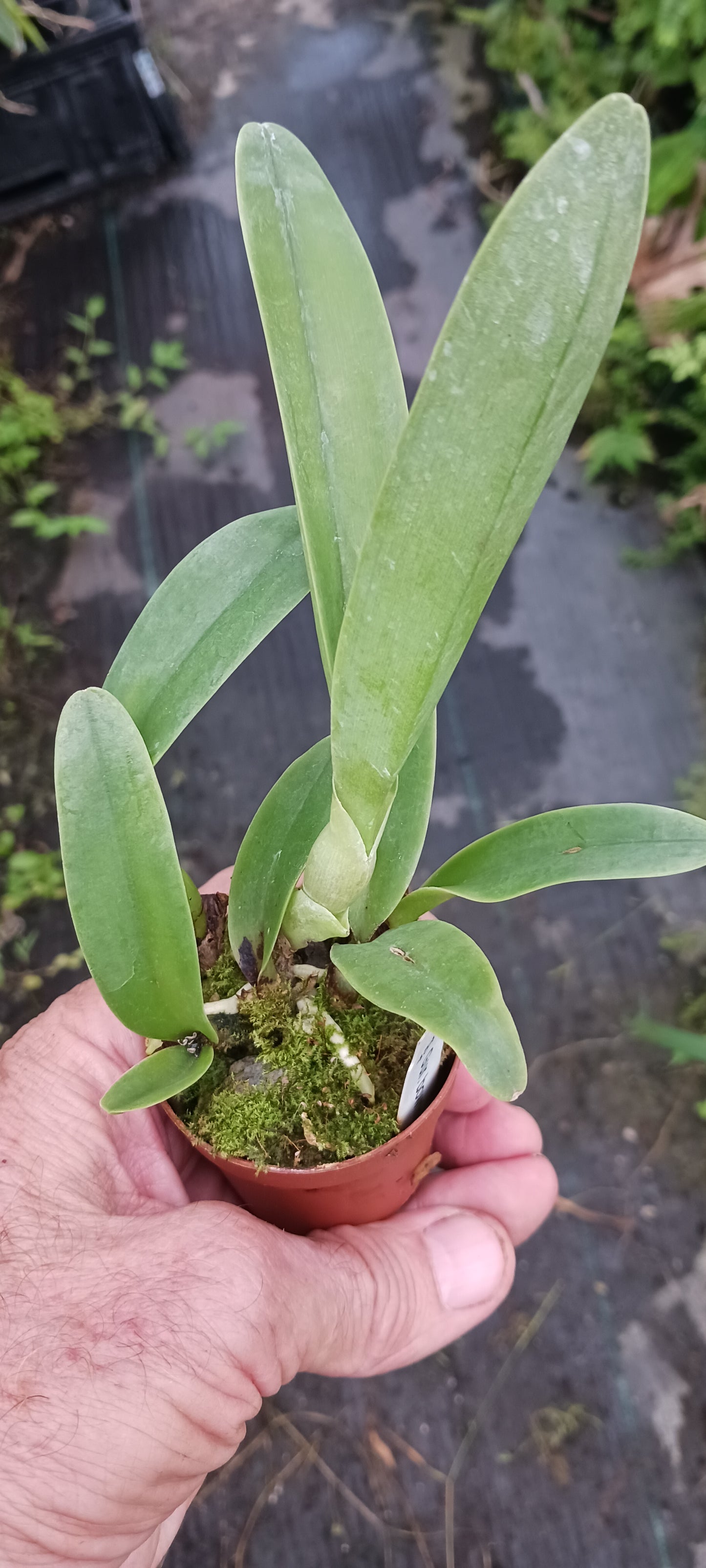 Orchid Cattleya Gur bowringiana in 2" pot