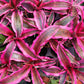 Bromeliad Cryptanthus Red Baron var Living Colors