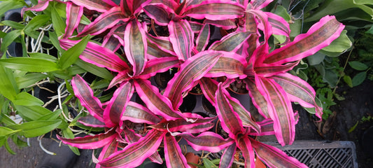 Bromeliad Cryptanthus Red Baron var Living Colors