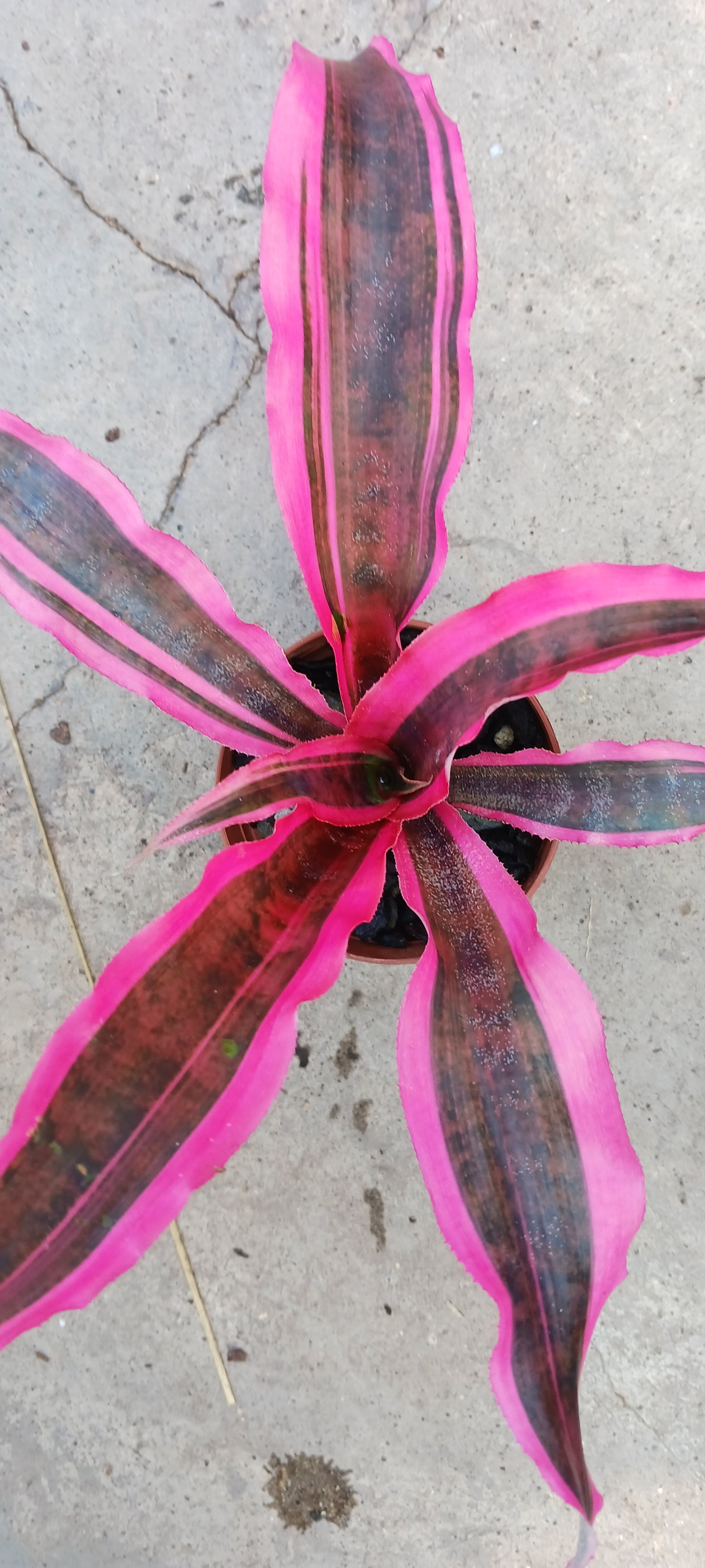 Bromeliad Cryptanthus Red Baron var Living Colors