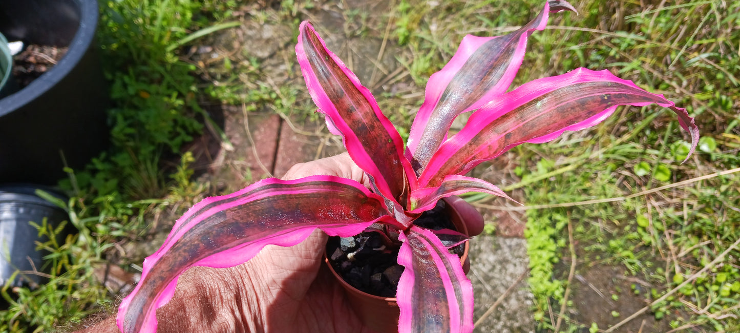 Bromeliad Cryptanthus Red Baron var Living Colors