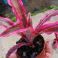 Bromeliad Cryptanthus Red Baron var Living Colors