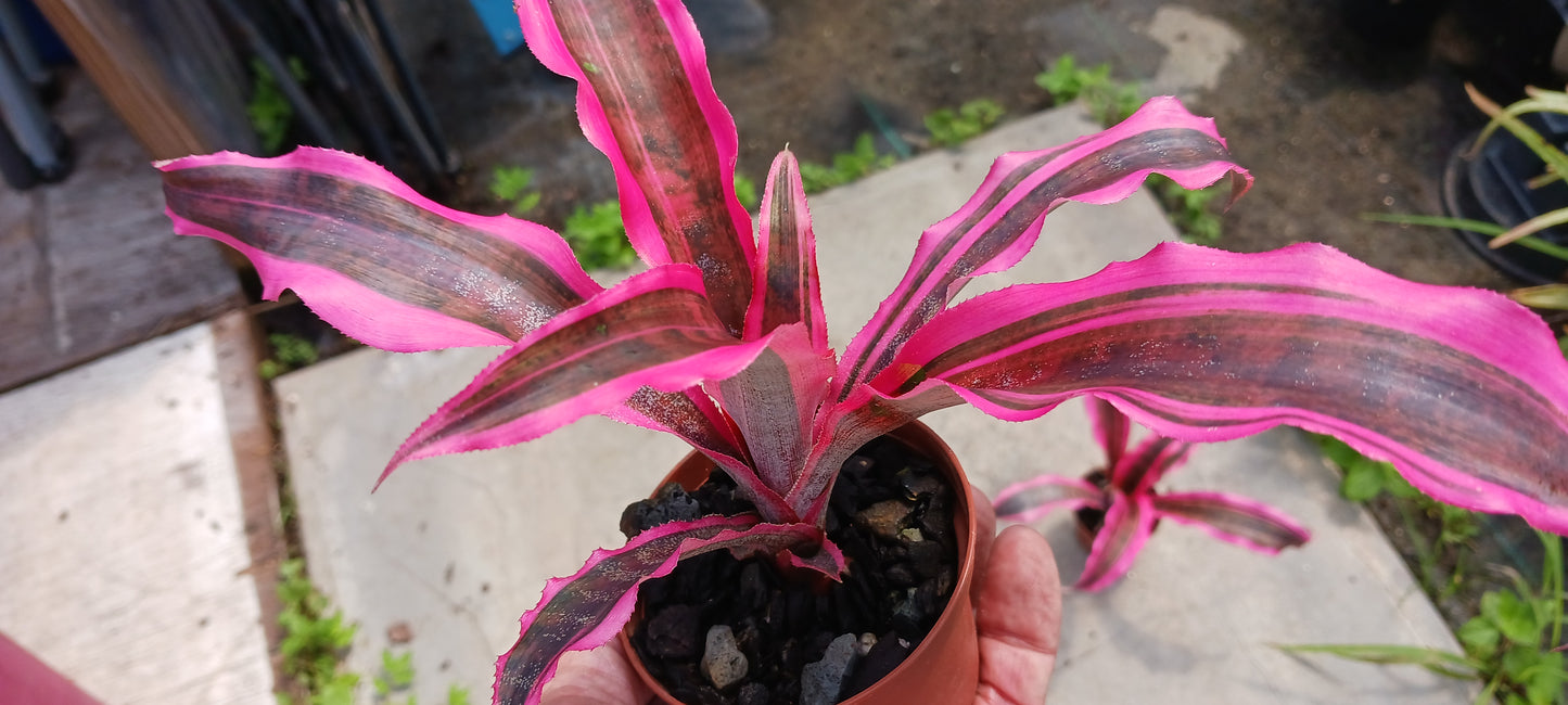 Bromeliad Cryptanthus Red Baron var Living Colors