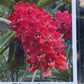 Vanda Rhynchostylis gigantea Super Tangerine