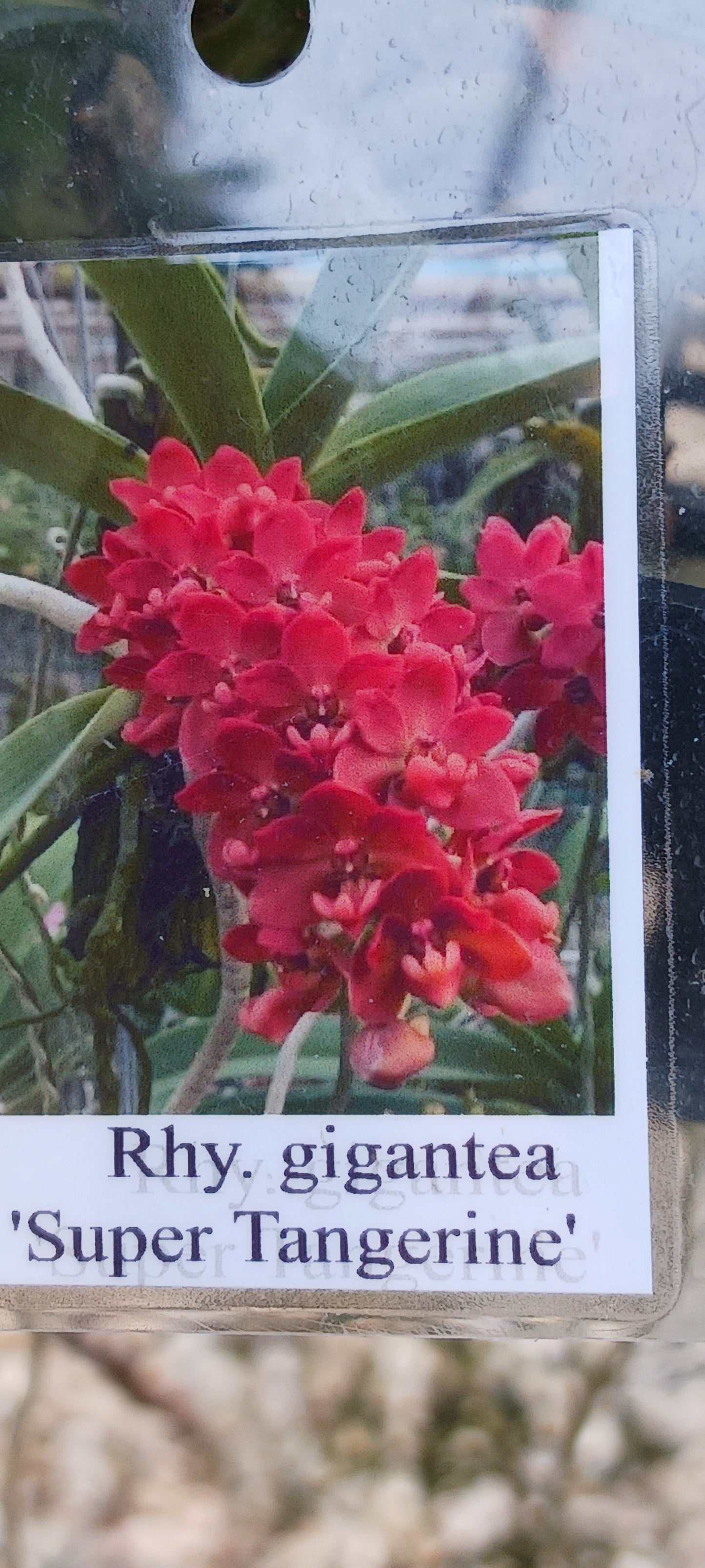 Vanda Rhynchostylis gigantea Super Tangerine