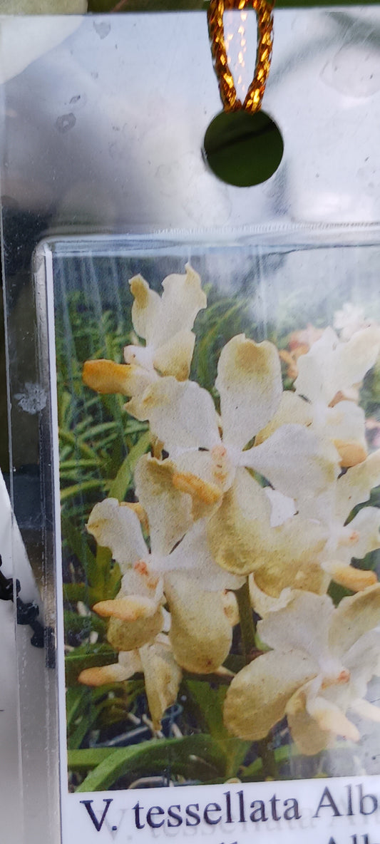 Vanda tessellata Fragrant Alba