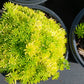 Sedum mexicanum Stonecrop Succulent groundcover Gold Moss Lemon Ball Succulent
