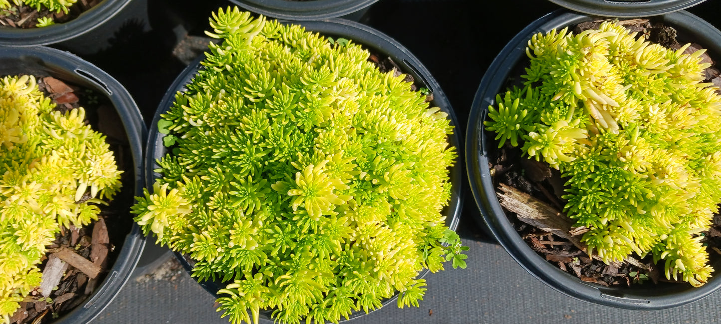 Sedum mexicanum Stonecrop Succulent groundcover Gold Moss Lemon Ball Succulent
