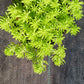 Sedum mexicanum Stonecrop Succulent groundcover Gold Moss Lemon Ball Succulent