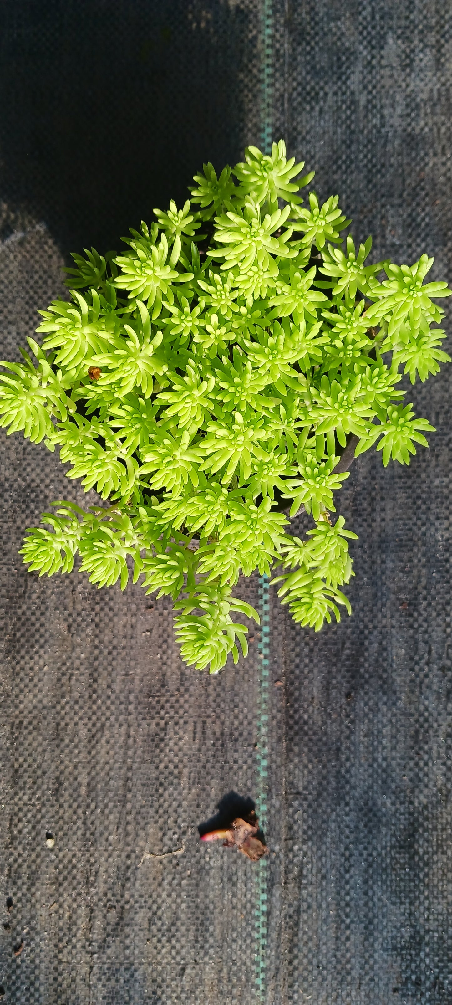Sedum mexicanum Stonecrop Succulent groundcover Gold Moss Lemon Ball Succulent