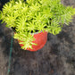 Sedum mexicanum Stonecrop Succulent groundcover Gold Moss Lemon Ball Succulent