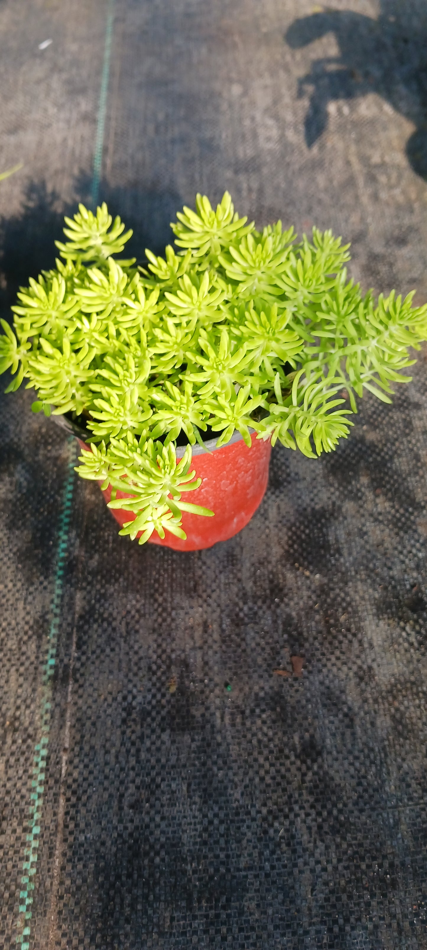 Sedum mexicanum Stonecrop Succulent groundcover Gold Moss Lemon Ball Succulent