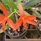 Orchids at Wholesale Price 4, 10, 15, 25 count pack Various Cattleya Alliance in 4 inch pot