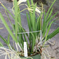 Orchid Fragrant Cattleya Brassavola cordata aka subufolia 4" Pot