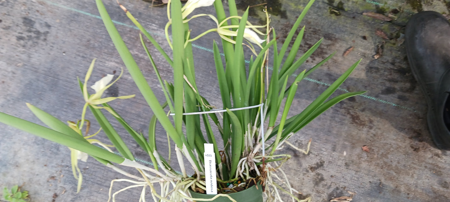 Orchid Fragrant Cattleya Brassavola cordata aka subufolia 4" Pot