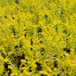 Sedum mexicanum Stonecrop Succulent groundcover Gold Moss Lemon Ball Succulent