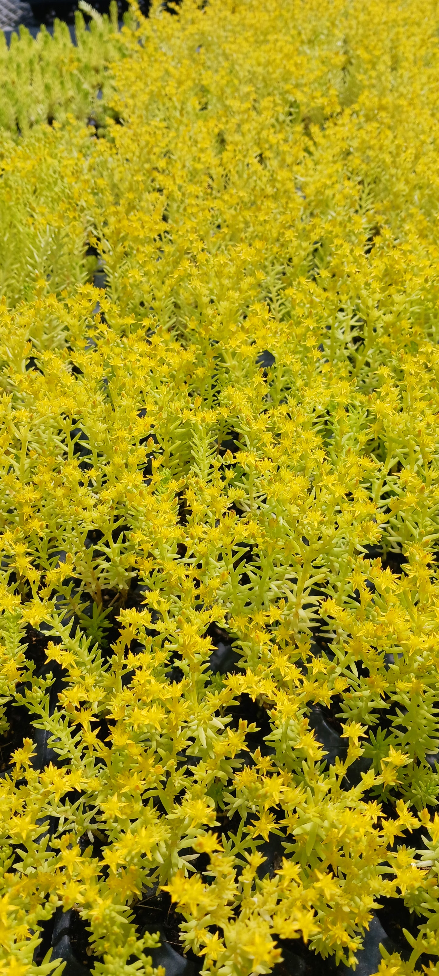 Sedum mexicanum Stonecrop Succulent groundcover Gold Moss Lemon Ball Succulent